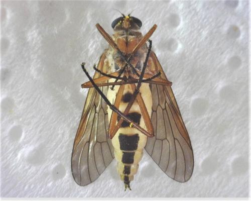 Réf. 282 129 : Rhagio tringarius